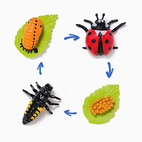 곤충의 한살이 모형(무당벌레)