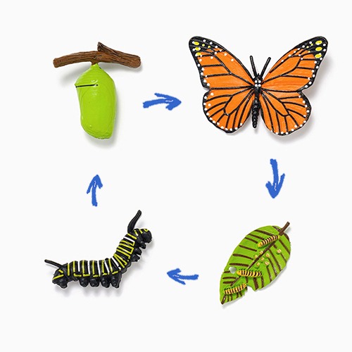 곤충의 한살이 모형(나비)
