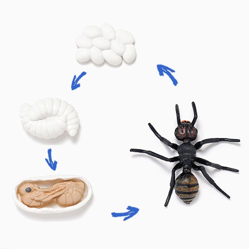 곤충의 한살이 모형(개미)